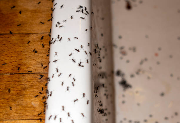 Best Cockroach Control Services  in Ckam Housing, HI