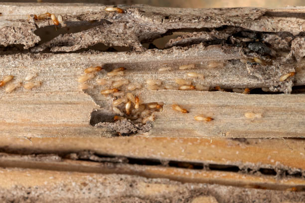 Best Best Pest Control Companies  in Ckam Housing, HI