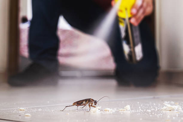 Best Termite Control Services  in Ckam Housing, HI